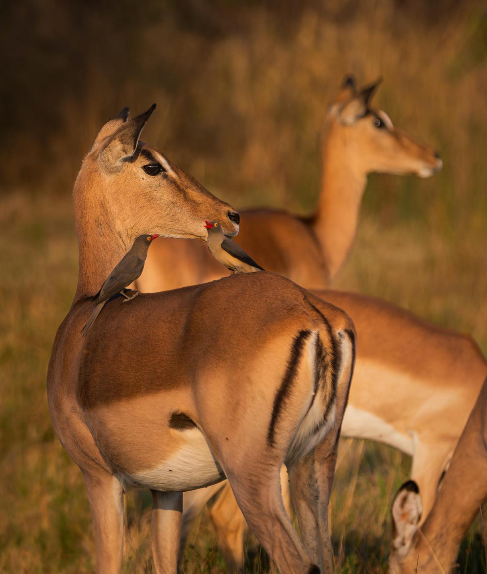 Out In Africa Wildlife Lodge Hammanskraal Exteriér fotografie