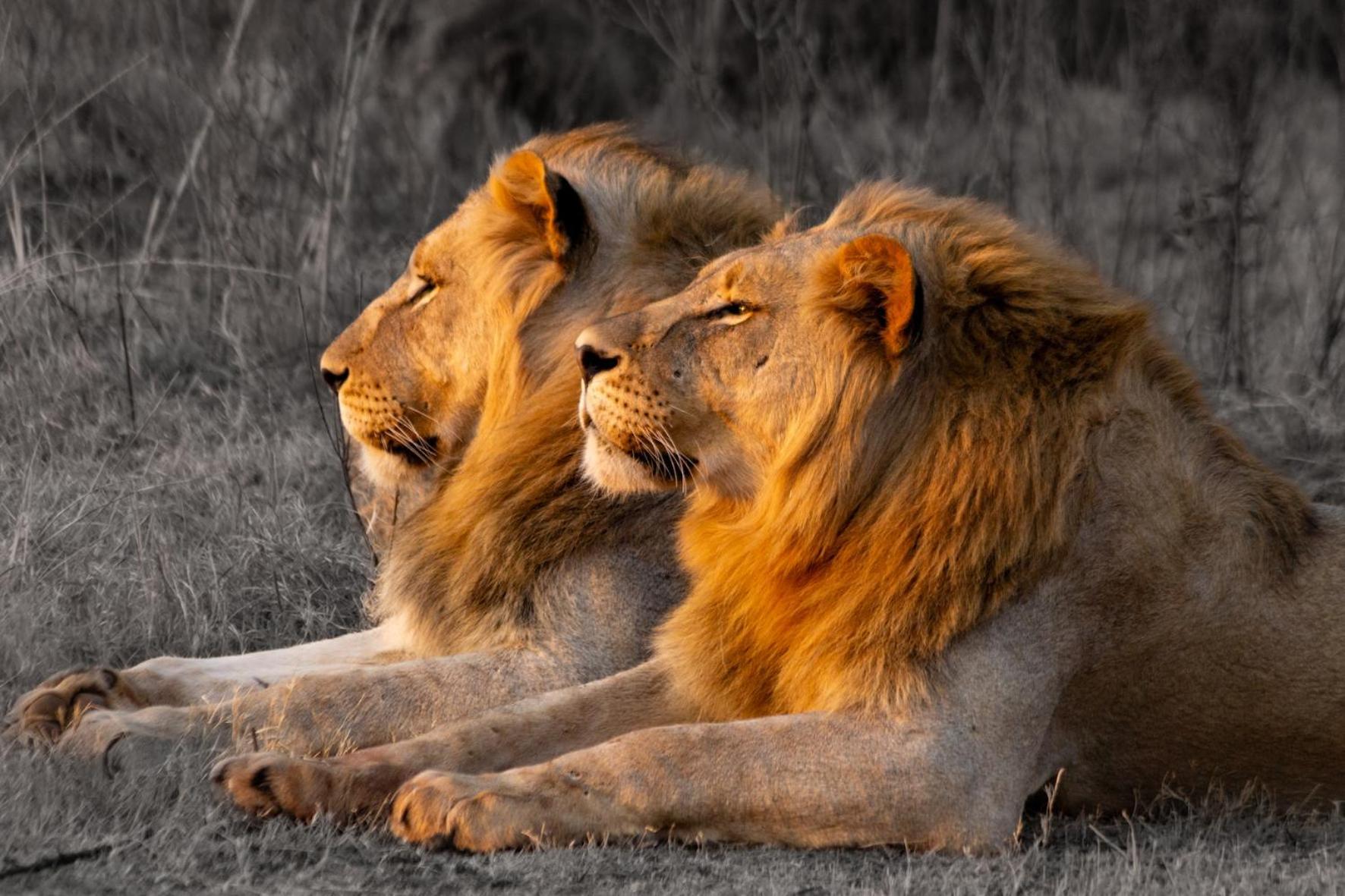 Out In Africa Wildlife Lodge Hammanskraal Exteriér fotografie